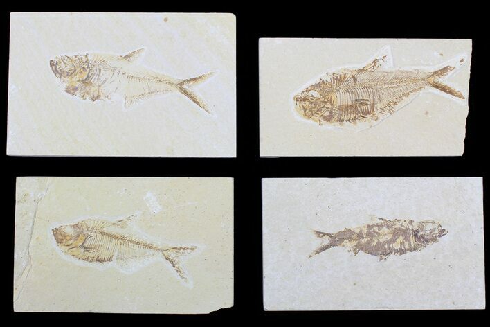 Lot: to Green River Fossil Fish - Pieces #81413
